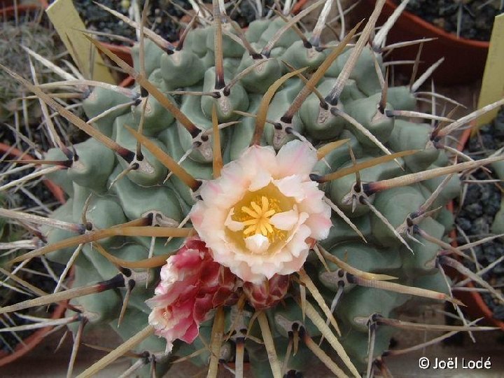 Thelocactus rinconensis v. lophothele ©JLcoll.4304